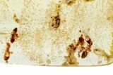 Polished Colombian Copal ( g) - Contains Termites! #326742-1